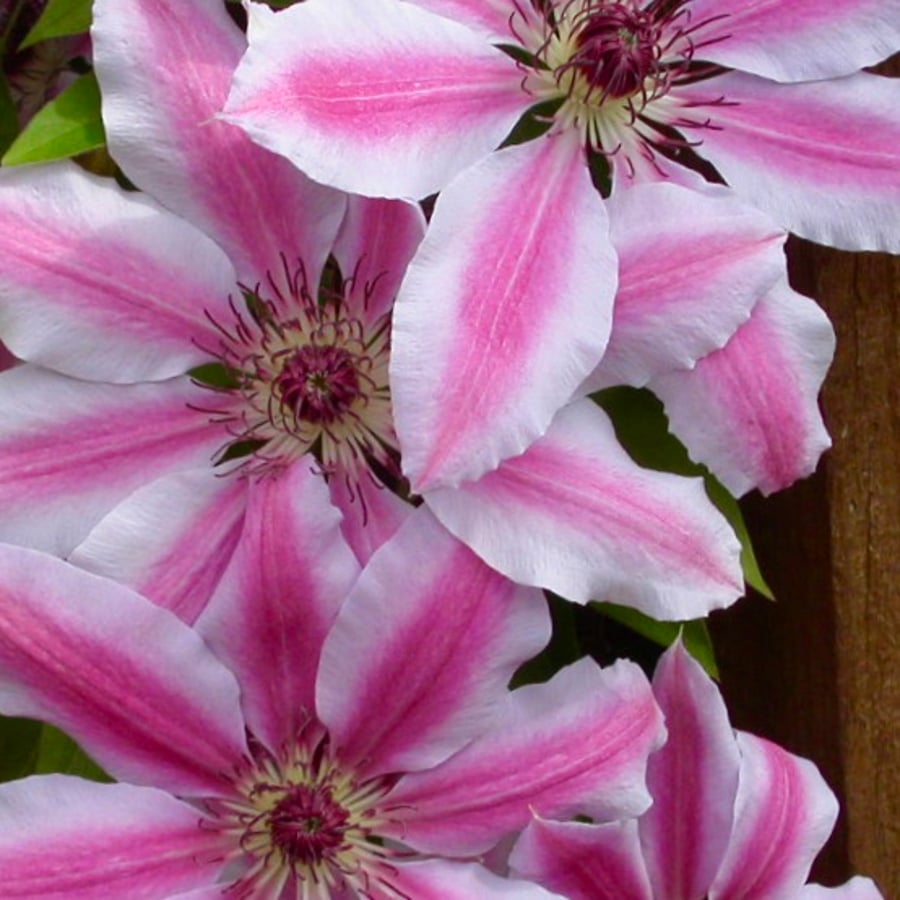 6" Square Photographic Card