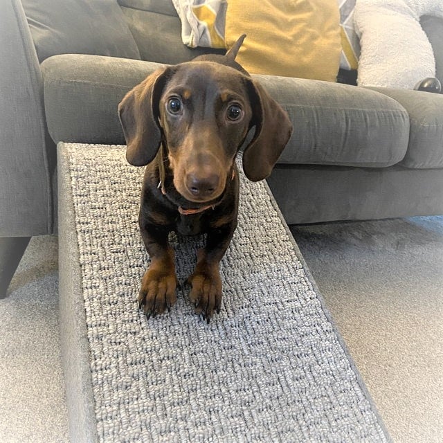 40cm H x 80cms L - All grey Pet Ramp