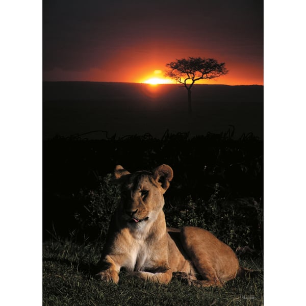 9 - SUNSET LIONESS A3 POSTER