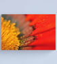 Orange Gazania African Daisies Summer Flower Photograph Print - Image 5