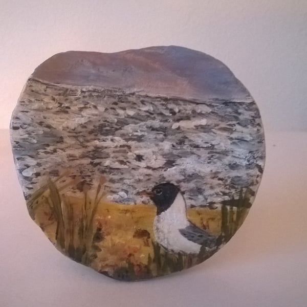 black headed gull painted shell