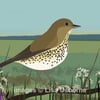 Song thrush - print from Illustration. Animals. Birds. Gardens