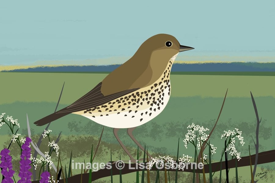 Song thrush - print from Illustration. Animals. Birds. Gardens