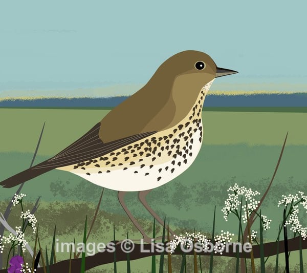 Song thrush - print from Illustration. Animals. Birds. Gardens