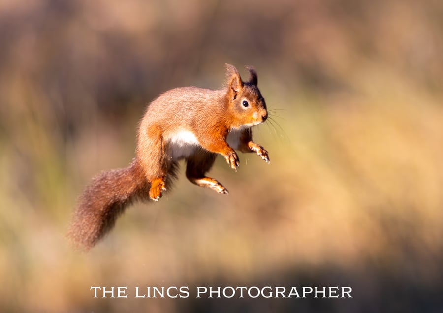 Red Squirrel print (Limited edition of 10)