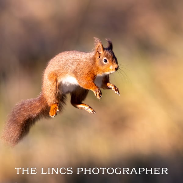 Red Squirrel print (Limited edition of 10)