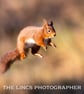 Red Squirrel print (Limited edition of 10) - Image 1