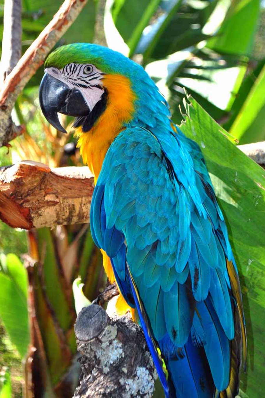 Macaw Parrot Yellow And Blue Bird 12"x18" Print