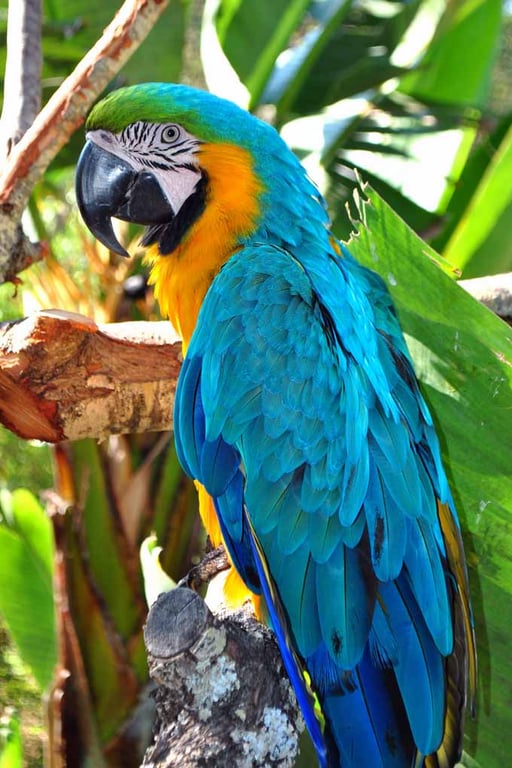 Macaw Parrot Yellow And Blue Bird 12"x18" Print
