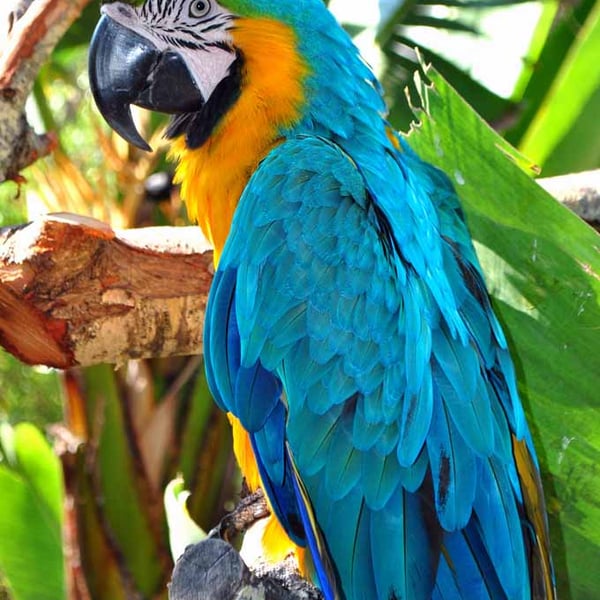 Macaw Parrot Yellow And Blue Bird 12"x18" Print