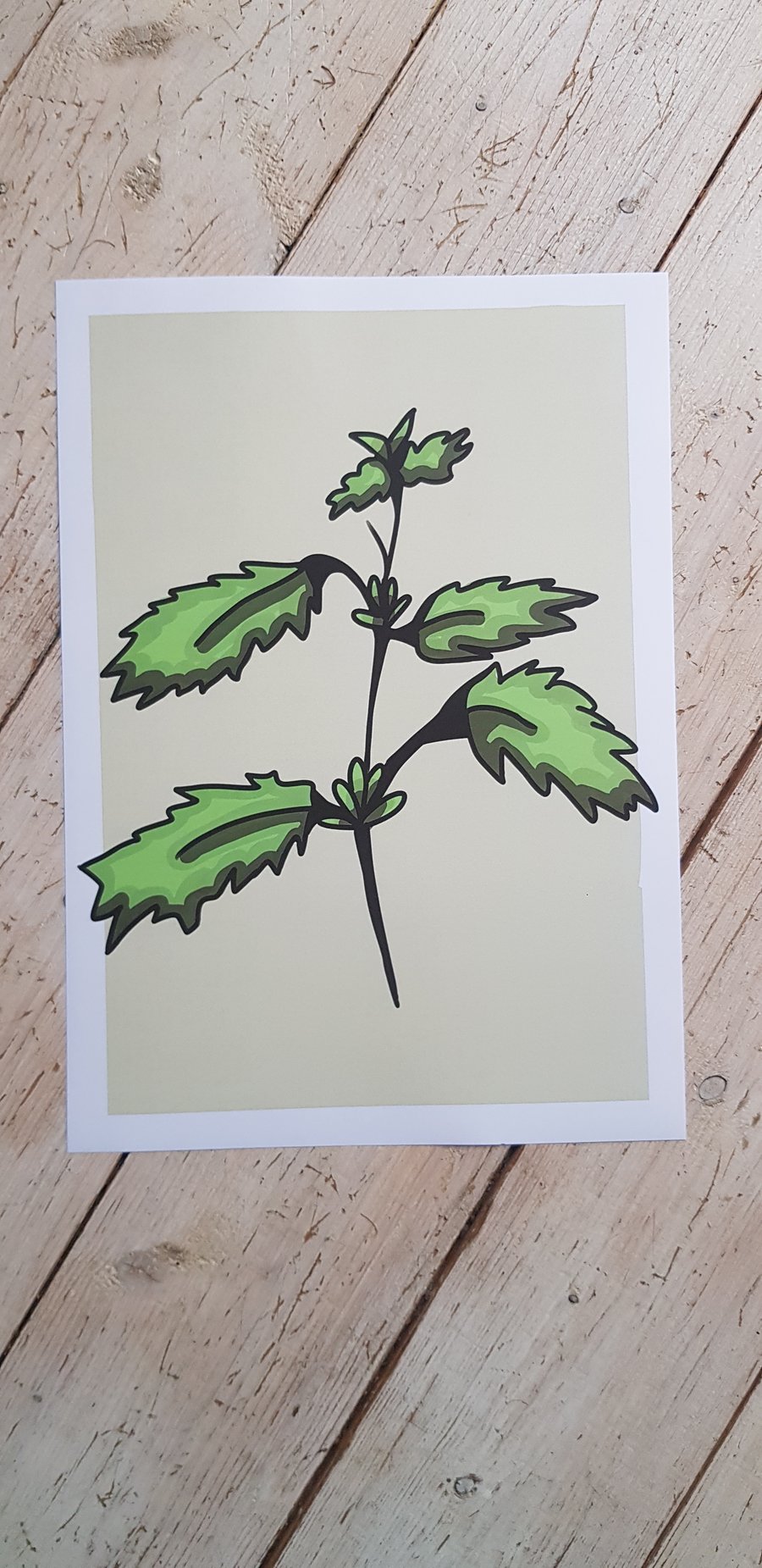 Nettle - A4 print with border