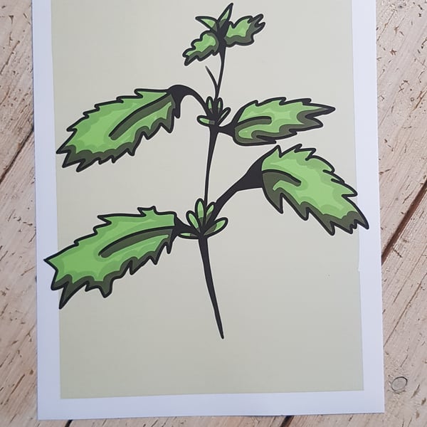 Nettle - A4 print with border