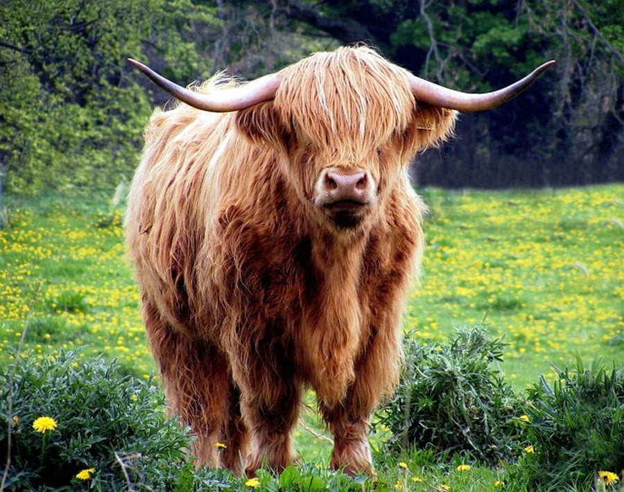 A5 Greeting Card Highland Cow Looking 