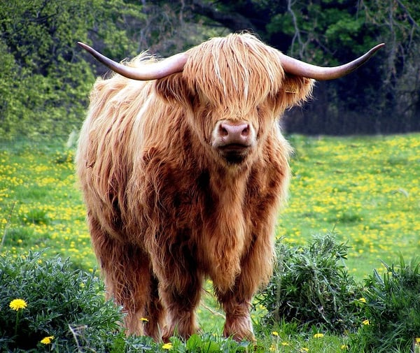 A5 Greeting Card Highland Cow Looking 