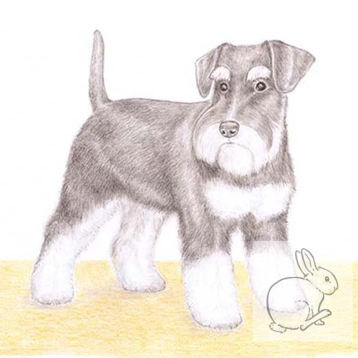 Amy the Miniature Schnauzer - Blank Card