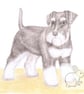 Amy the Miniature Schnauzer - Blank Card - Image 1