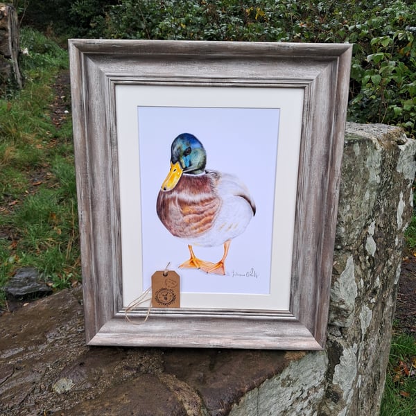 FRAMED Duck drawing Fine Art Gilcee Limited Edition Print 