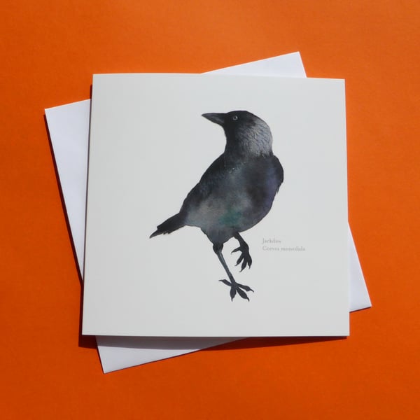 Jackdaw square card