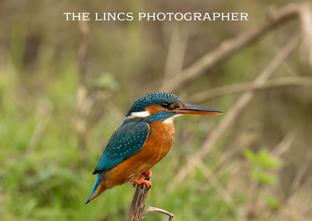 Kingfisher print (Limited edition of 10)