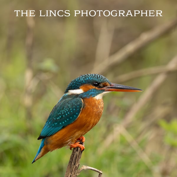 Kingfisher print (Limited edition of 10)