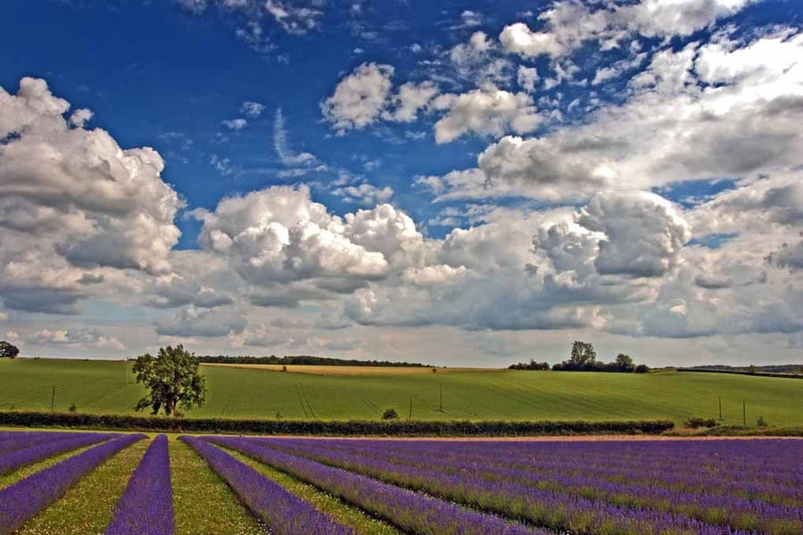 Lavender Field Purple Flowers Cotswolds Photograph Print