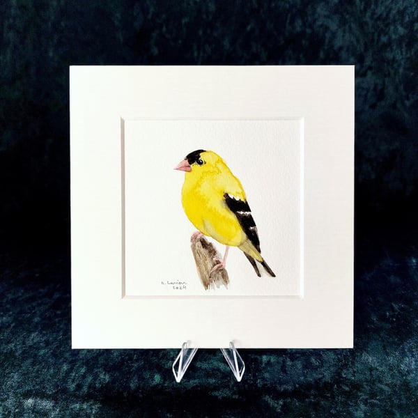 American Goldfinch - Original Watercolour Painting