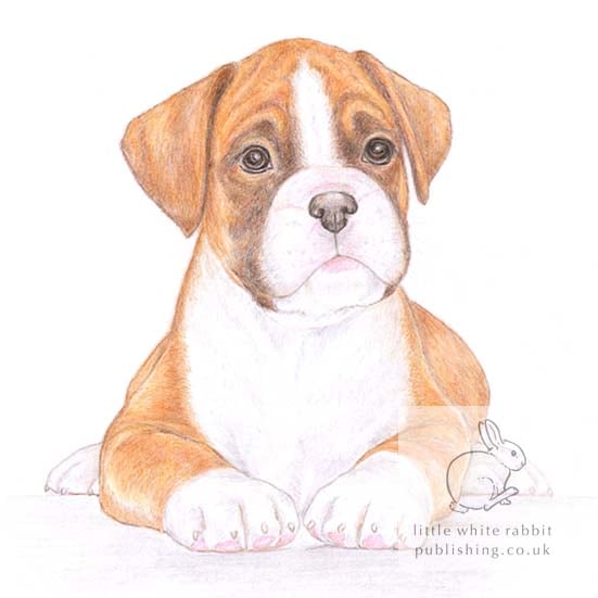 Jake the Boxer - Blank Card