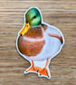 Mallard Duck Sticker - Image 3