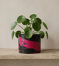 Large Round 15 cm Fuchsia Pink and Black Marbled Plant Pot for Houseplants