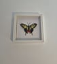 Original Papercraft Specimen-style - Swallowtail Butterfly - Image 1
