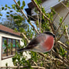 Fused Glass Birds, BULLFINCH bird lover gift, British bird, hanging bird