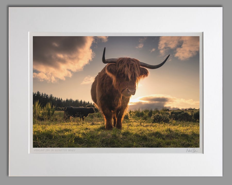 Highland CowCoo Scotland - A3 (50x40cm) Unframed Print
