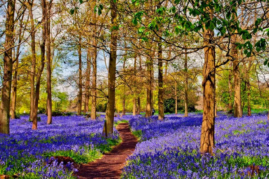 Bluebell Woods Greys Court Oxfordshire UK Photograph Print