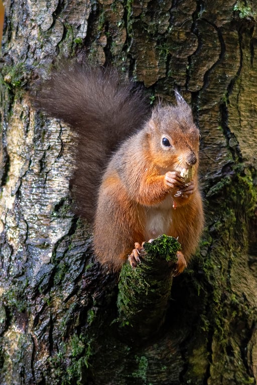 Red squirrel and monkey nut print