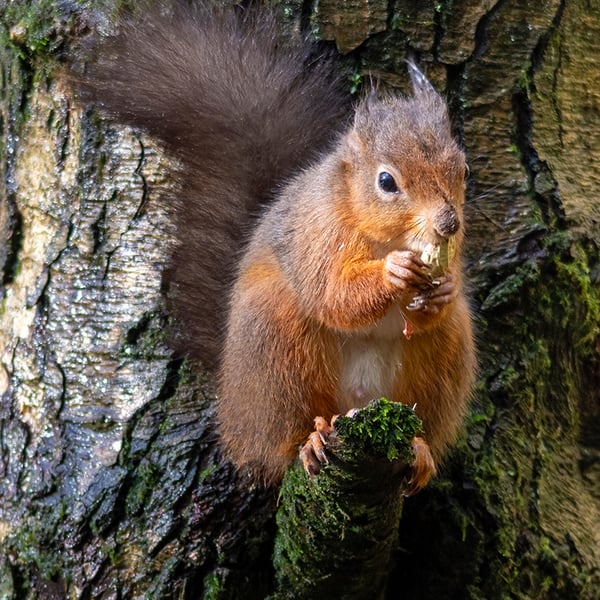 Red squirrel and monkey nut print