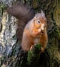 Red squirrel and monkey nut print - Image 2