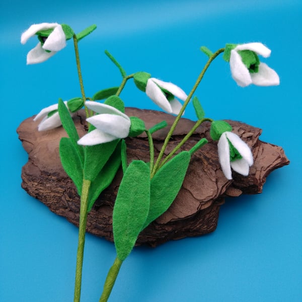 Snowdrop