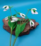 Snowdrop