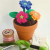 Polyanthus - Felt Pot Plant