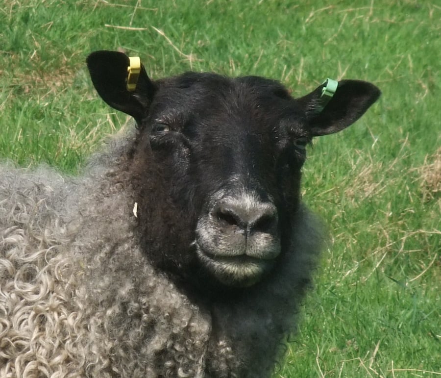 Felsted Fleece