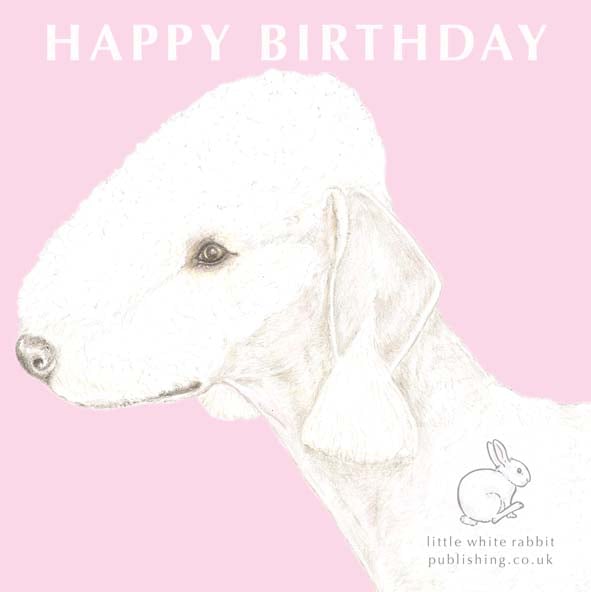 Roxy the Bedlington Terrier on Pink - Birthday Card