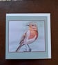 Robin- An Original Christmas Card from my own Handpainted Design - Image 2