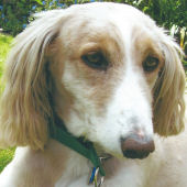 Pooglewood