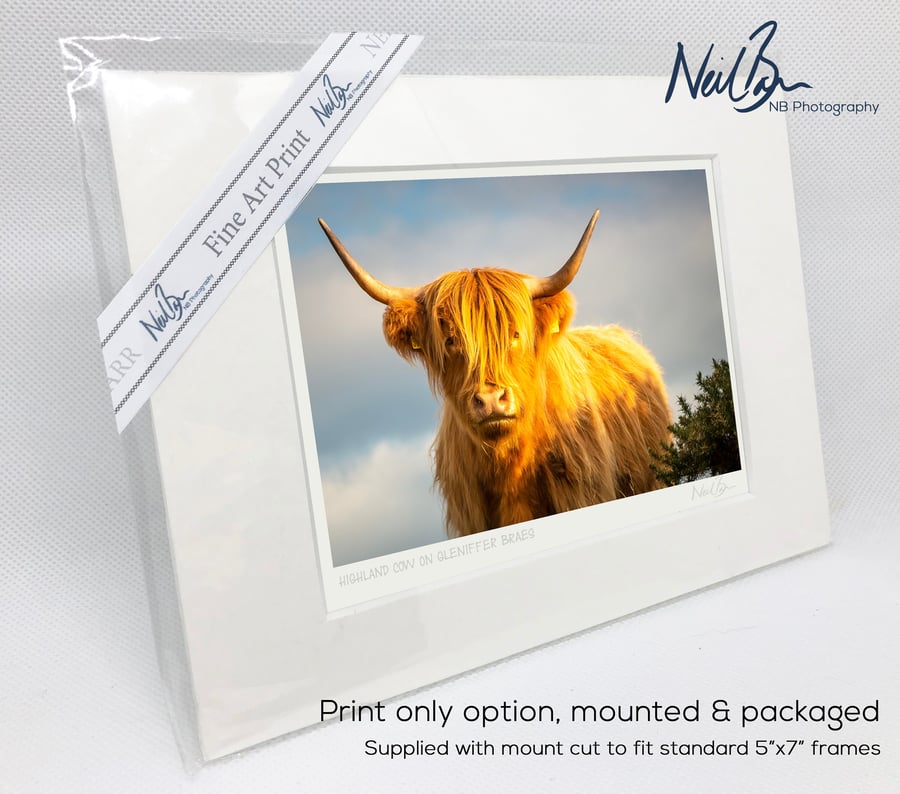 Highland Cow-Coo Scotland - A6 (7" x 5") Unframed Print
