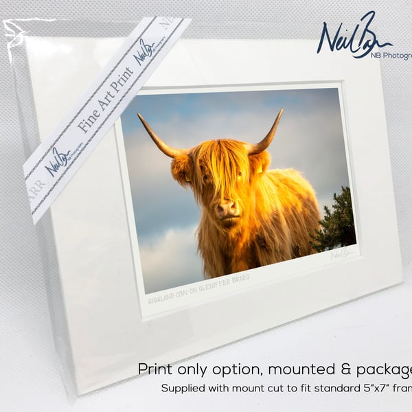 Highland Cow-Coo Scotland - A6 (7" x 5") Unframed Print