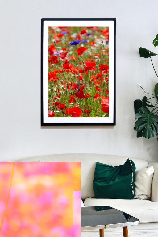Cornflower amongst a field of Poppies print