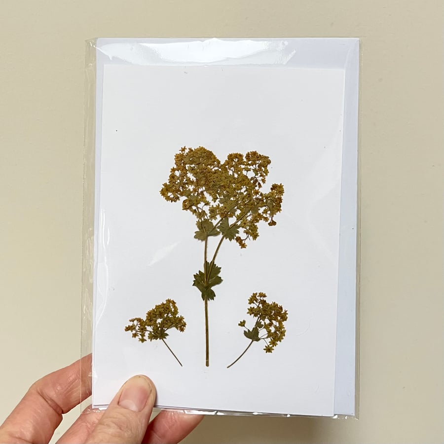 Perfectly Imperfect Real Pressed Flower, Lady's Mantle Handmade Card