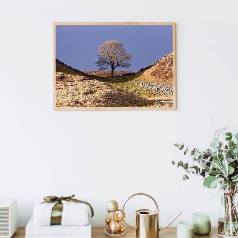 Catching The Light, Sycamore Gap A4 Print - Wall Decor, Home Photography, Northu