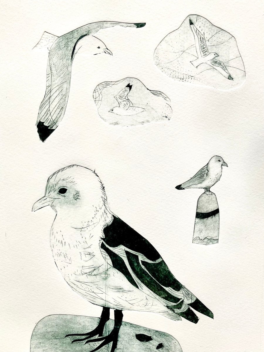 Kittiwakes - Tetrapak print  A4