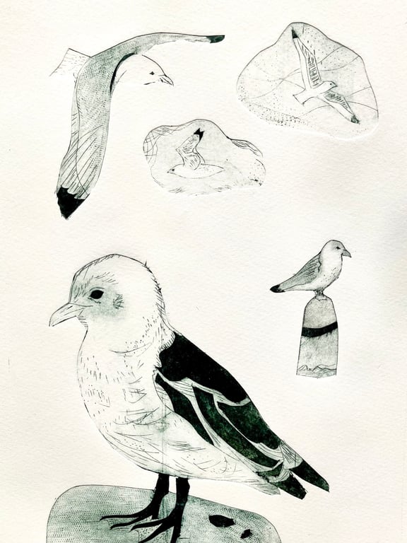 Kittiwakes - Tetrapak print  A4